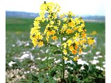 `The Lion`s Leaf` - a large display of yellow flowers and broad leaves. This rejuvenates each year from a large corm, hidden in the soil.